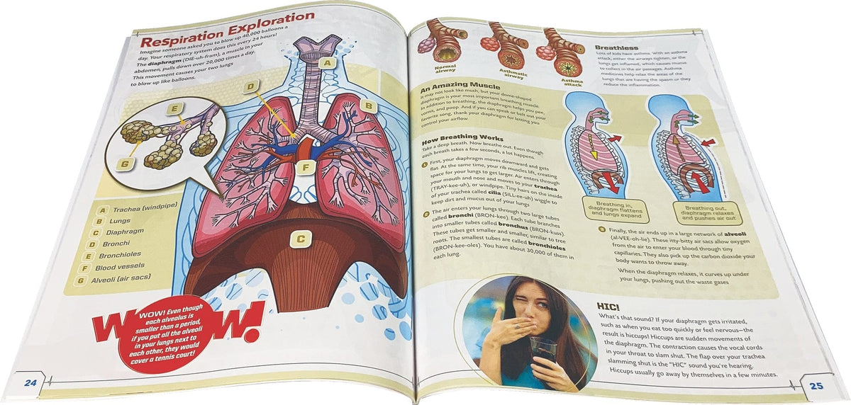 EDC Publishing Ultimate Squishy Human Body Lab - Little Miss Muffin Children & Home