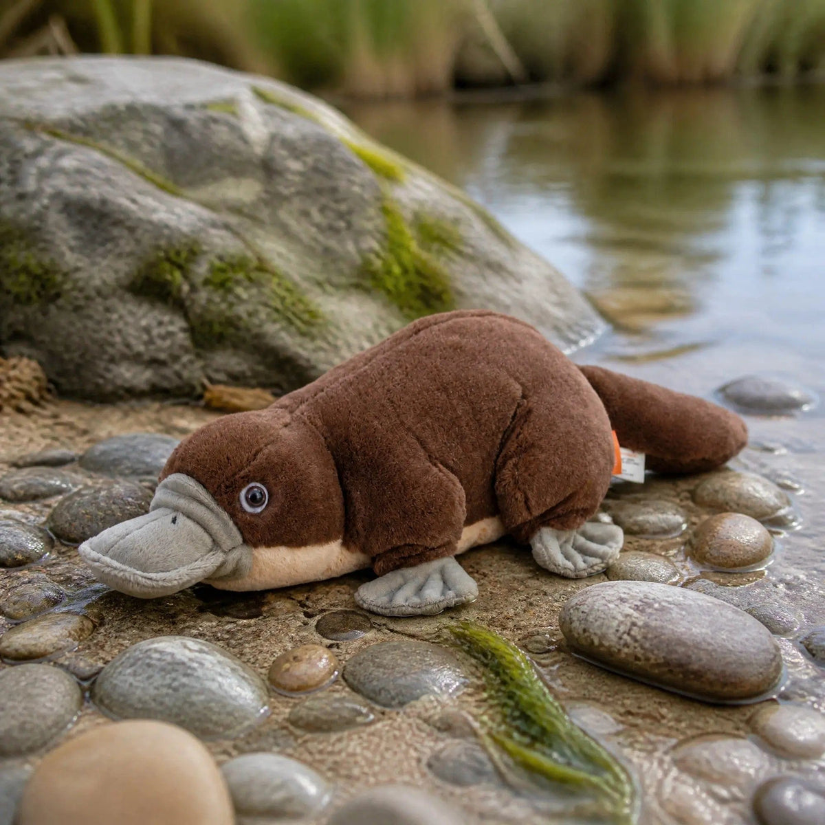 Cuddlekins Platypus