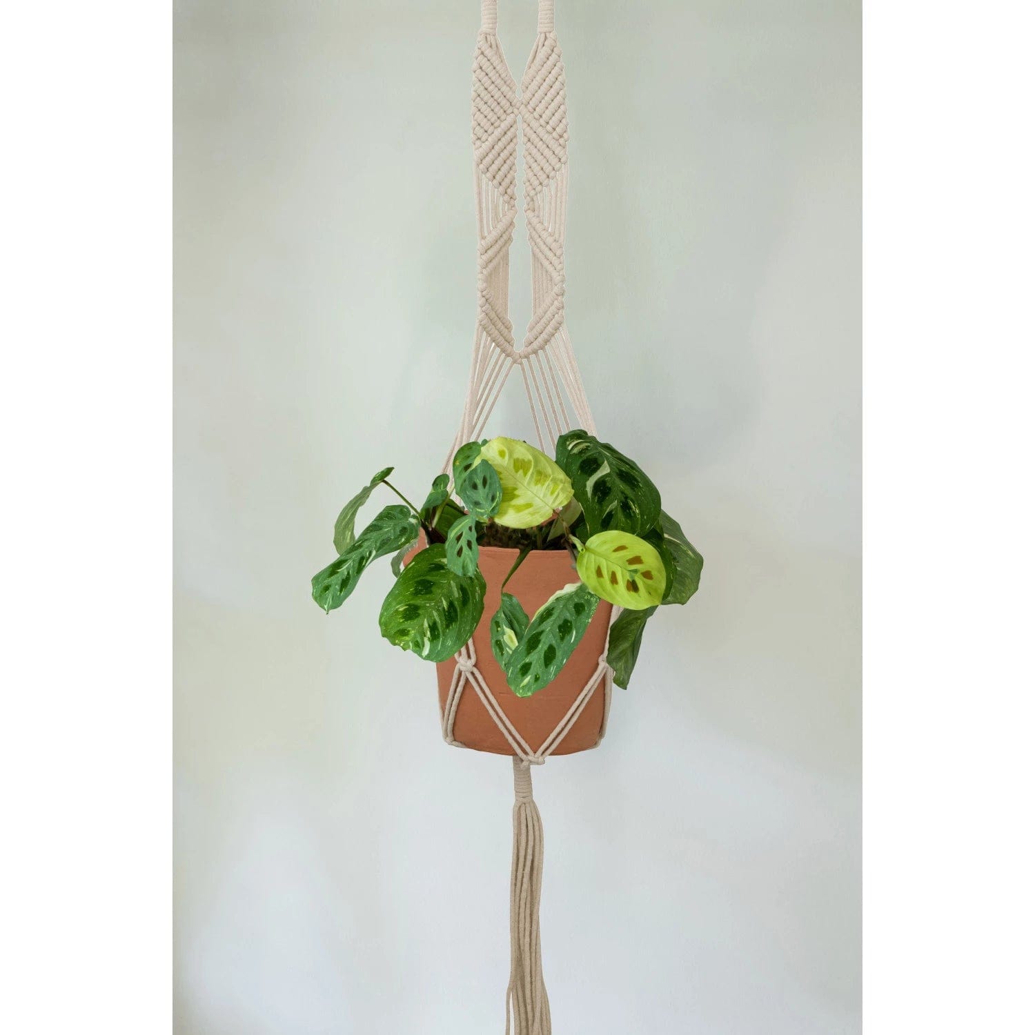 bloomingville plant hanger Handwoven Cotton Macrame Plant Hanger, Natural