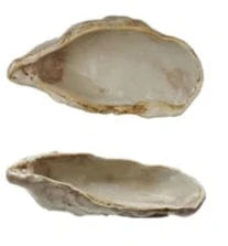 oyster shell dish