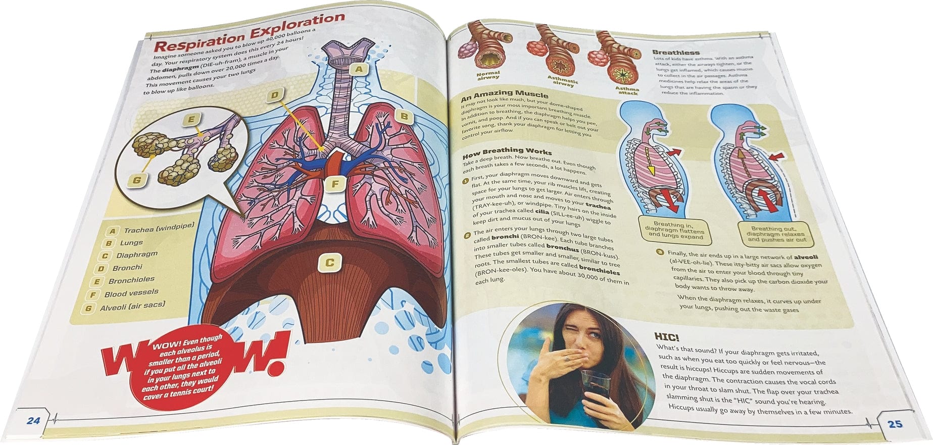 EDC Publishing Ultimate Squishy Human Body Lab - Little Miss Muffin Children & Home