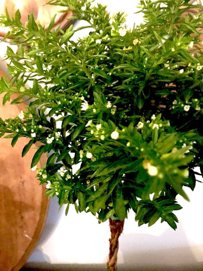 Bella Vintage Home Live Plants- Single Mexican Heather Topiary White in 5" Pot - Little Miss Muffin Children & Home