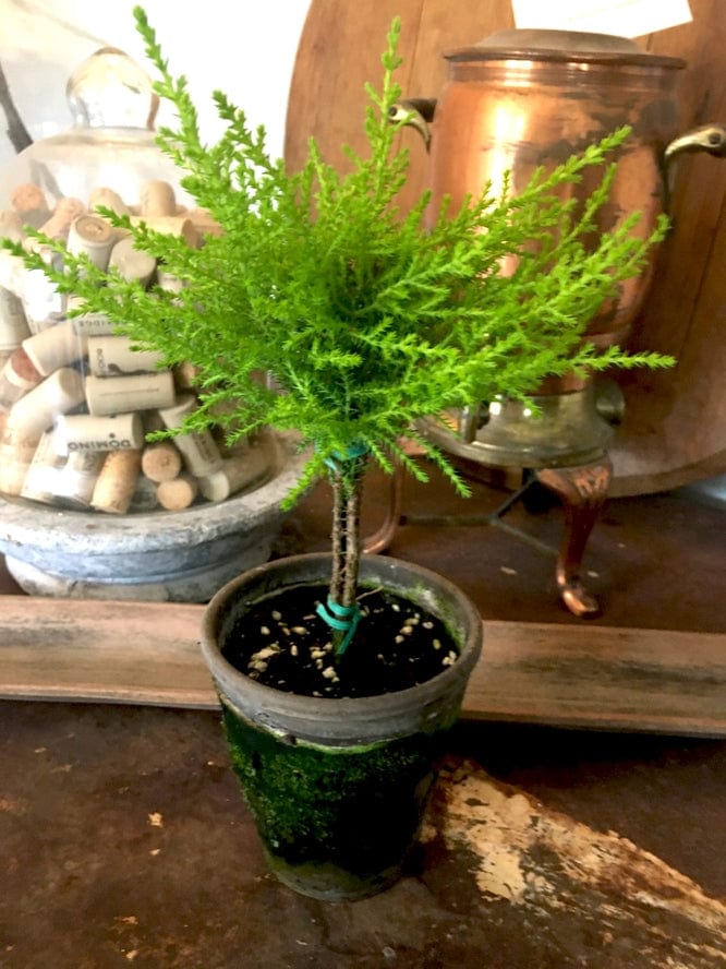 Bella Vintage Home Live Plants-Lemon Cypress Topiary in 5" Pot - Little Miss Muffin Children & Home