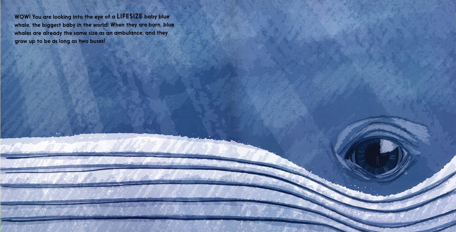 EDC Publishing Lifesize Baby Animals - Little Miss Muffin Children & Home