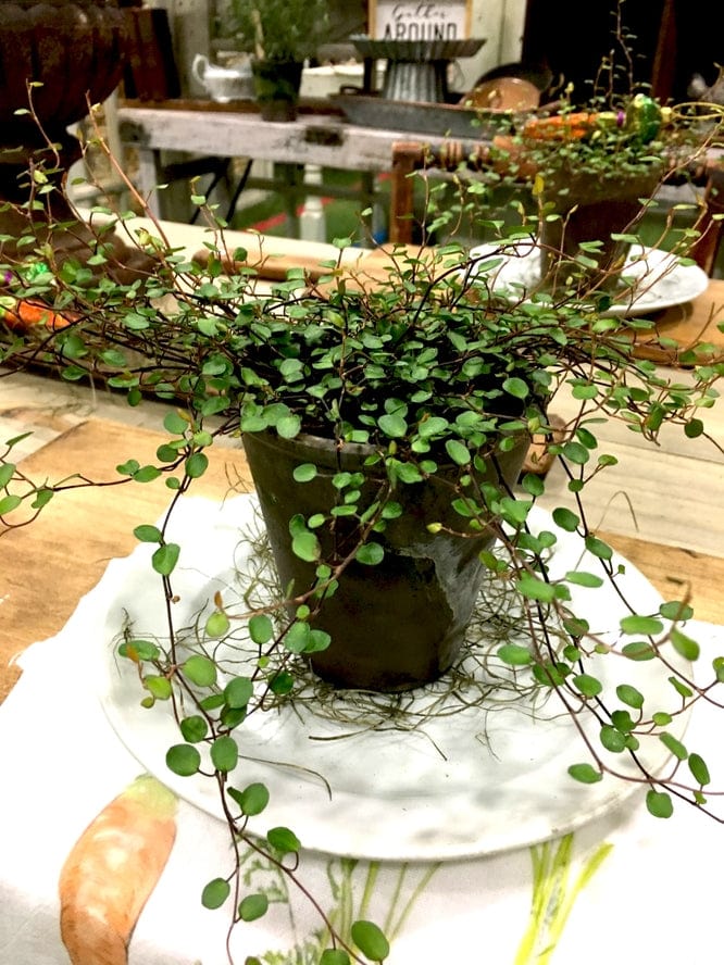 Bella Vintage Home Live Plants- Angel Vine Ring in 4" Pot - Little Miss Muffin Children & Home