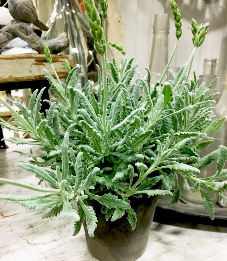 Bella Vintage Home Live Plants Goodwin Creek Single Ball Lavender Topiary in 5" Pot - Little Miss Muffin Children & Home