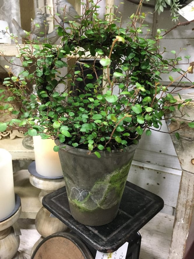 Bella Vintage Home Live Plants- Angel Vine Ring in 4" Pot - Little Miss Muffin Children & Home