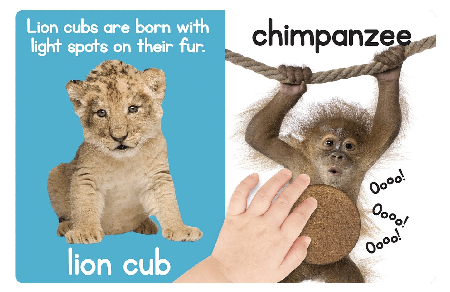 Little Hippo Books Adorable Animals a Touch & Feel Interactive Book - Little Miss Muffin Children & Home