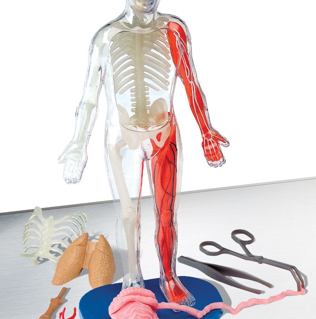 Smart Lab Toys Smart Lab Toys Squishy Human Body - Little Miss Muffin Children & Home