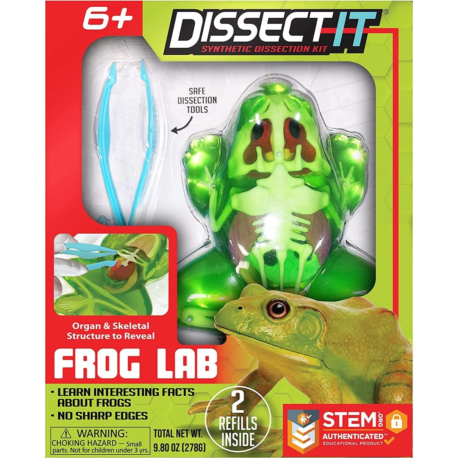 Tangle Tangle Dissect-It Frog Lab - Little Miss Muffin Children & Home