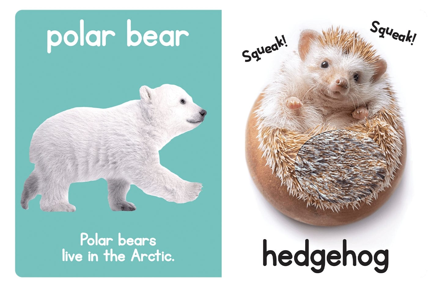 Little Hippo Books Adorable Animals a Touch & Feel Interactive Book - Little Miss Muffin Children & Home