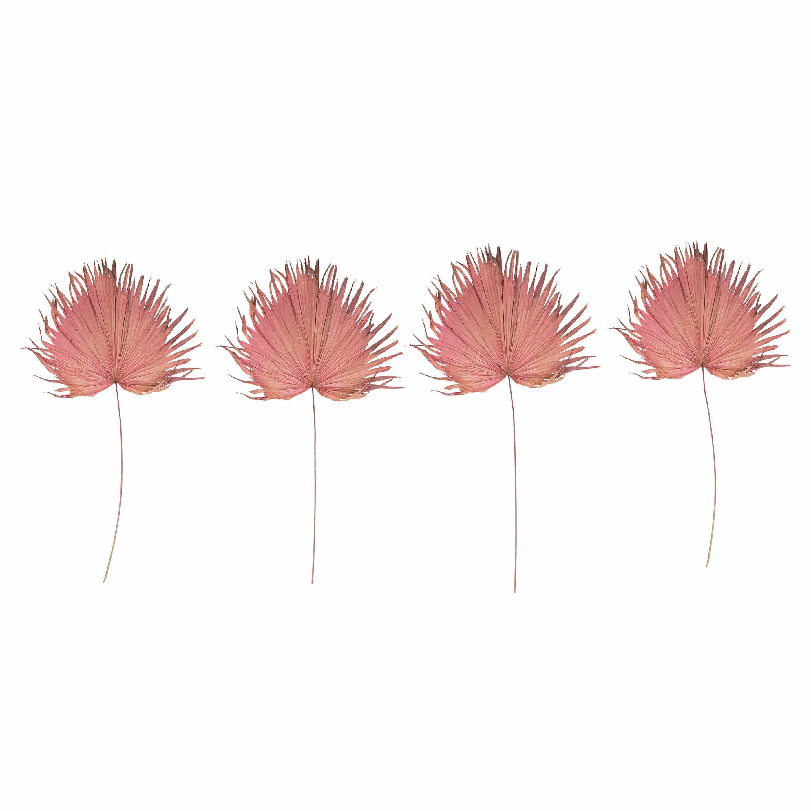 Creative Co-op Creative Co-op 44"-48"H Anahaw Dried Palm Leaf, Pink (Each One Will Vary) - Little Miss Muffin Children & Home