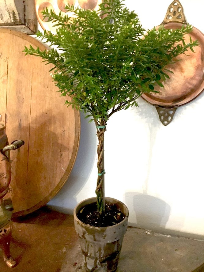 Bella Vintage Home Live Plants- Single Mexican Heather Topiary White in 5" Pot - Little Miss Muffin Children & Home