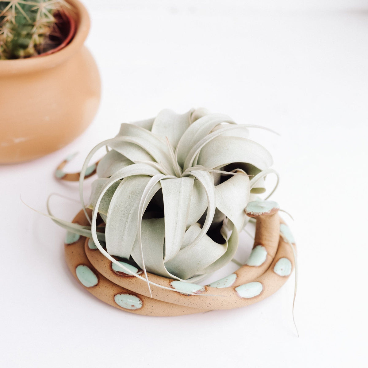 Carter & Rose Carter & Rose Selma Ceramic Snake with out Plant - Little Miss Muffin Children & Home