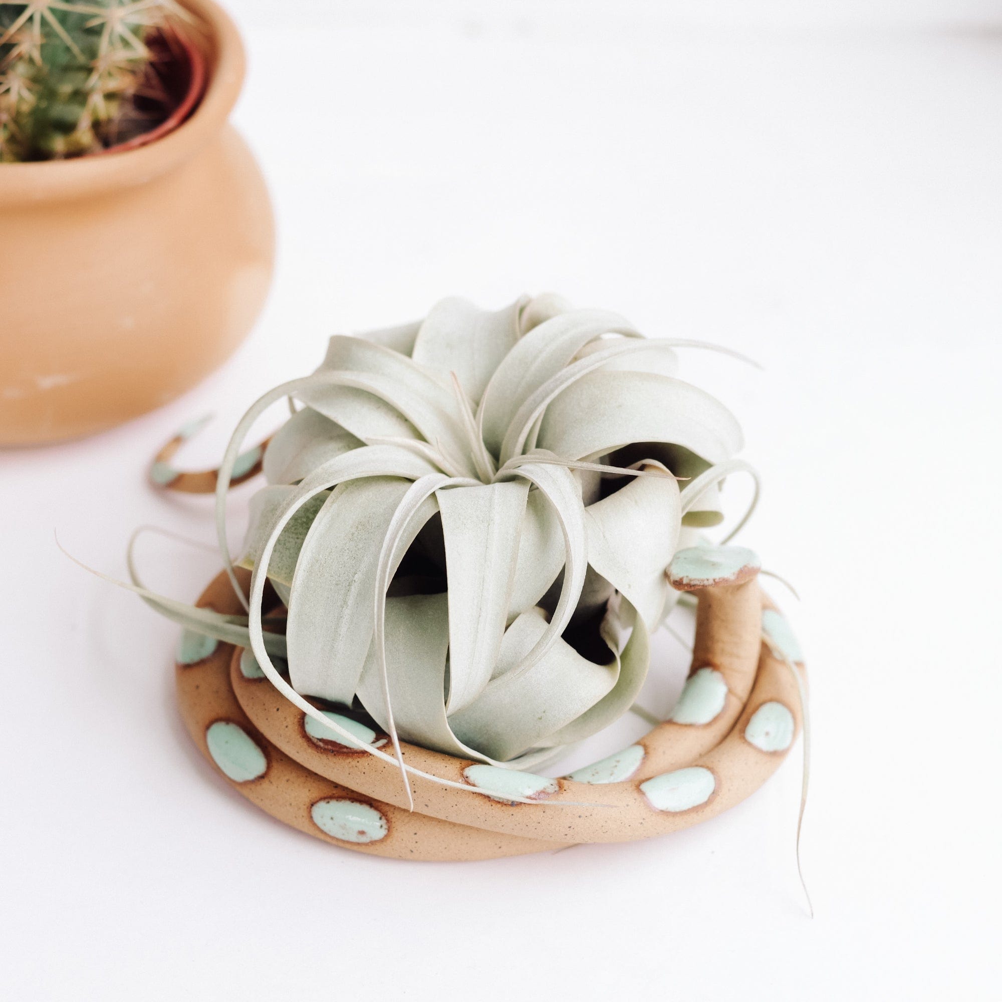 Carter & Rose Carter & Rose Selma Ceramic Snake with out Plant - Little Miss Muffin Children & Home