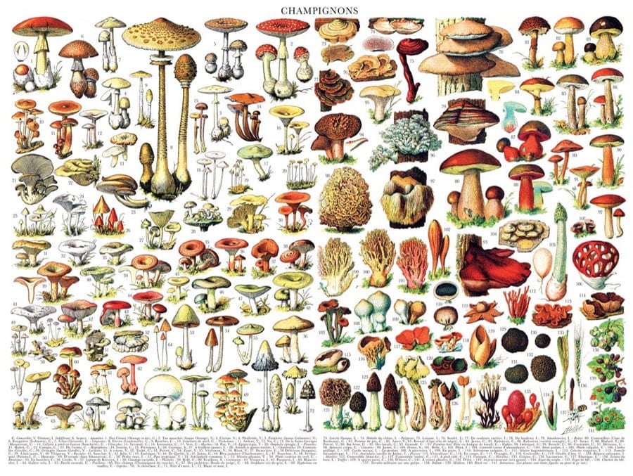 NYP - New York Puzzle Company New York Puzzle Company Mushrooms ~ Champignons - Little Miss Muffin Children & Home